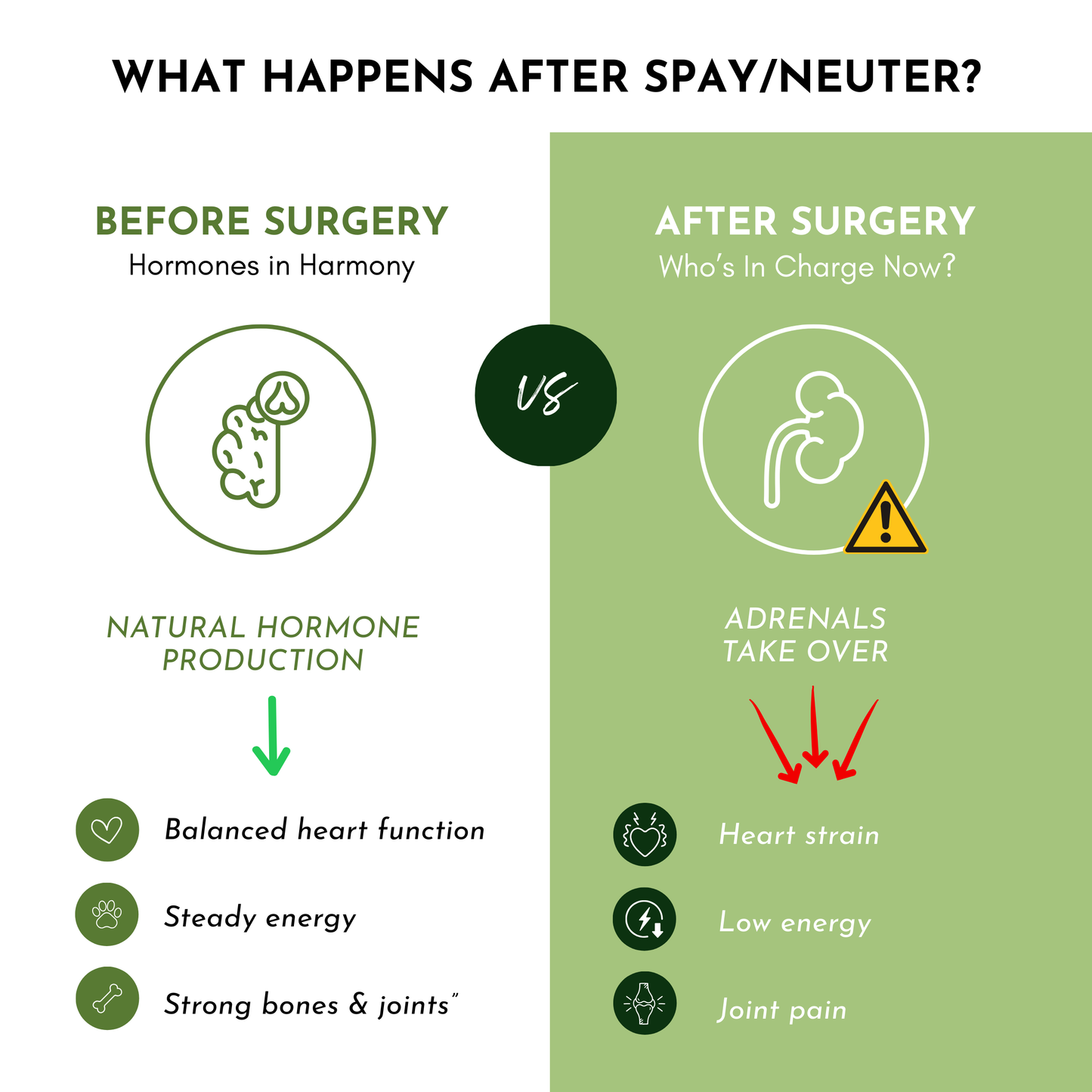 Comparison chart showing changes before and after spay/neuter surgery on hormones and health impacts.