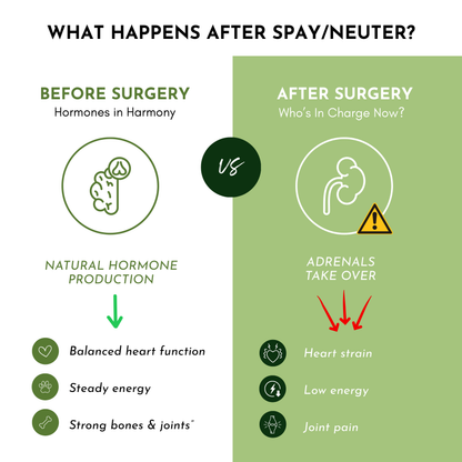Comparison chart showing changes before and after spay/neuter surgery on hormones and health impacts.